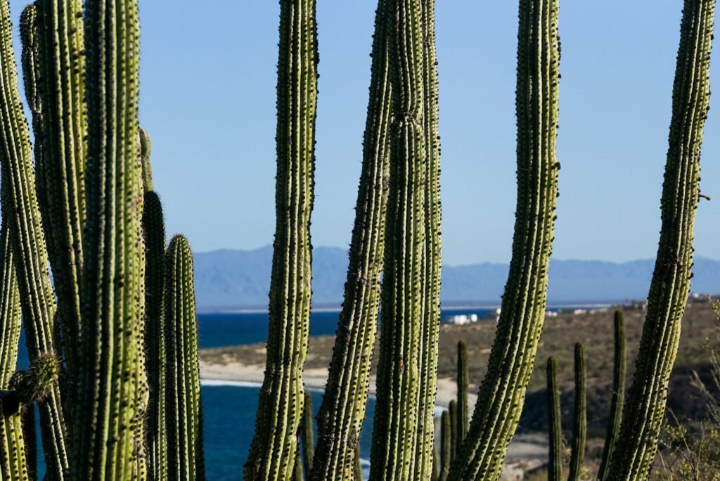 mexico yacht for charter
