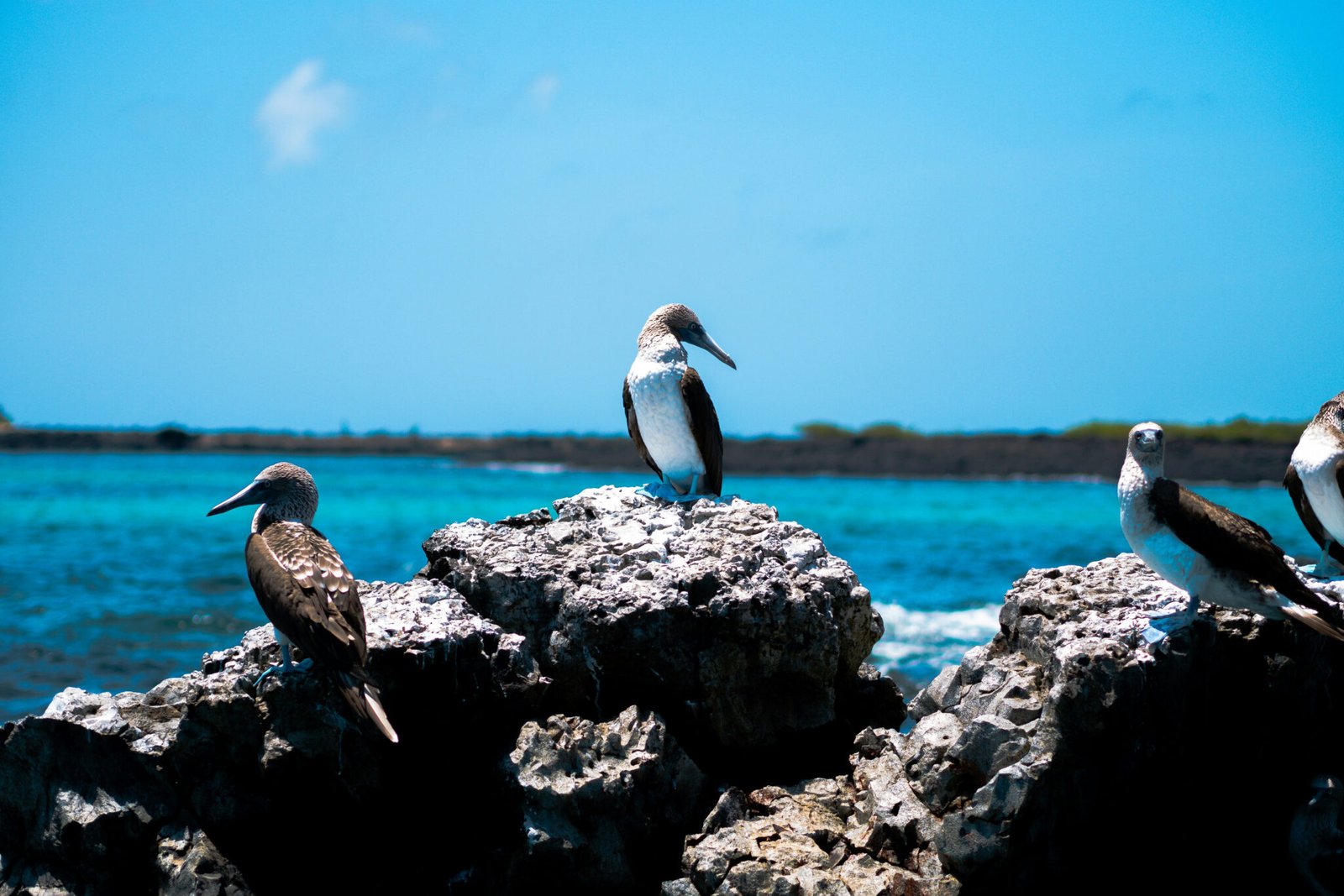 galapagos yacht for charter