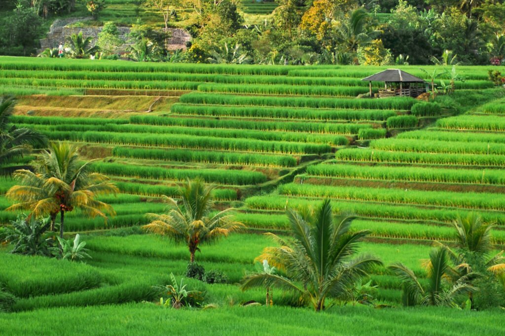 Indonesia yacht for charter