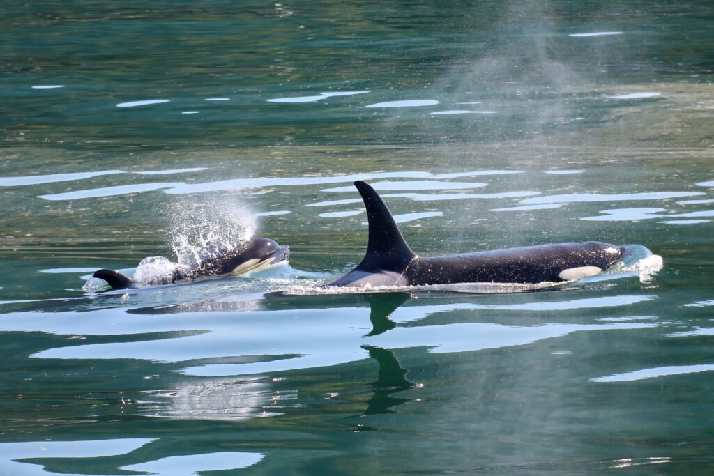 alaska yacht for charter