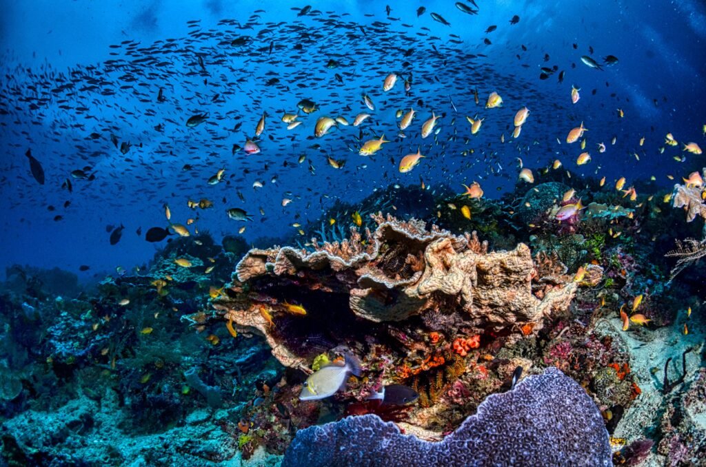 Raja Ampat yacht for charter