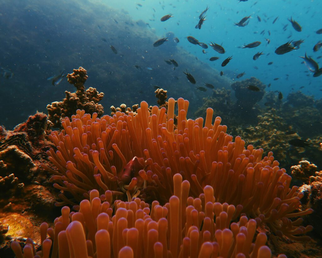 Koh Tao yacht charter cruising
