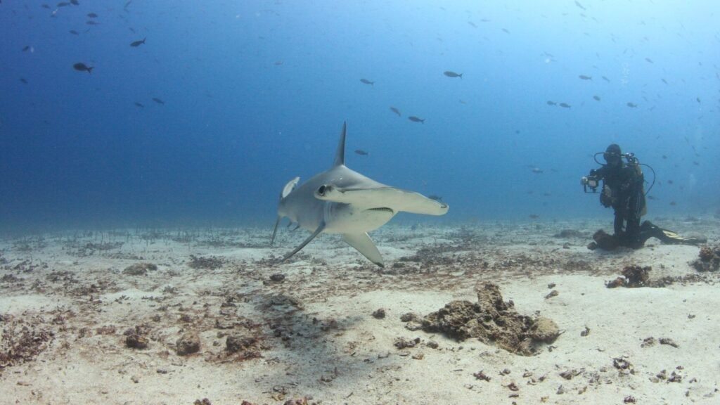 Cocos Island Yacht Charter