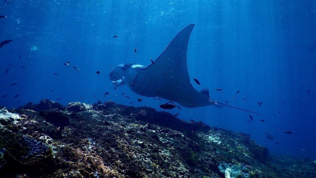 Cocos Island Yacht Charter