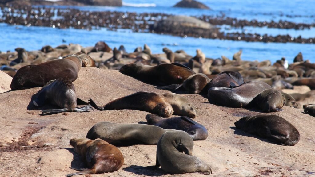 South Africa yacht charter cruising